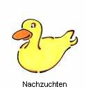 Nachzuchten 1